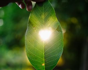 Preview wallpaper leaf, heart, light, macro