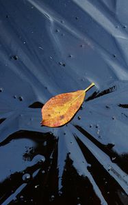 Preview wallpaper leaf, ice, autumn, nature