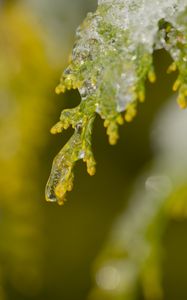 Preview wallpaper leaf, ice, blur, green, macro