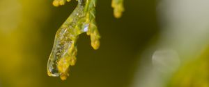 Preview wallpaper leaf, ice, blur, green, macro