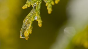 Preview wallpaper leaf, ice, blur, green, macro