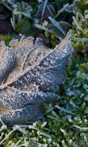 Preview wallpaper leaf, ice, grass, macro