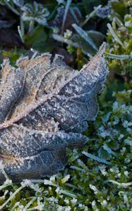 Preview wallpaper leaf, ice, grass, macro