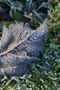 Preview wallpaper leaf, ice, grass, macro