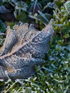 Preview wallpaper leaf, ice, grass, macro