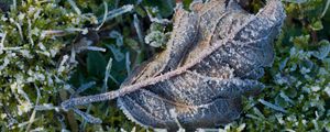Preview wallpaper leaf, ice, grass, macro