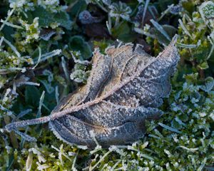 Preview wallpaper leaf, ice, grass, macro