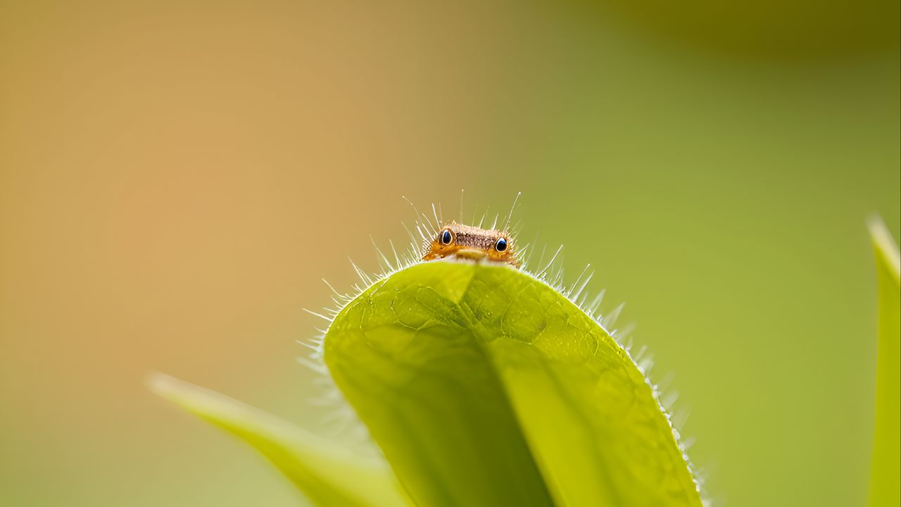 Wallpaper leaf, insect, macro, green, blur