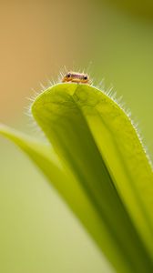 Preview wallpaper leaf, insect, macro, green, blur