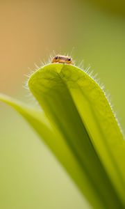 Preview wallpaper leaf, insect, macro, green, blur