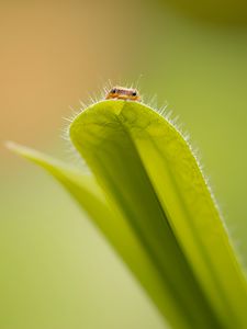 Preview wallpaper leaf, insect, macro, green, blur