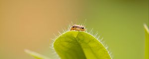 Preview wallpaper leaf, insect, macro, green, blur