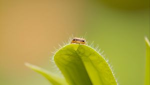 Preview wallpaper leaf, insect, macro, green, blur