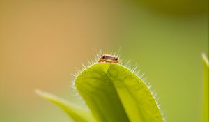 Preview wallpaper leaf, insect, macro, green, blur