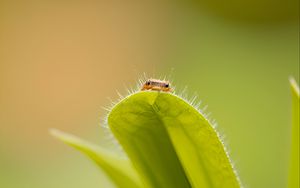 Preview wallpaper leaf, insect, macro, green, blur