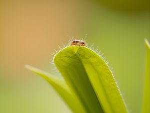 Preview wallpaper leaf, insect, macro, green, blur