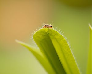 Preview wallpaper leaf, insect, macro, green, blur