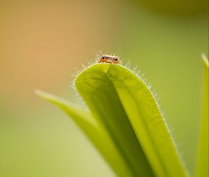 Preview wallpaper leaf, insect, macro, green, blur