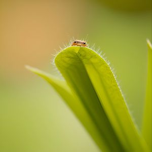 Preview wallpaper leaf, insect, macro, green, blur