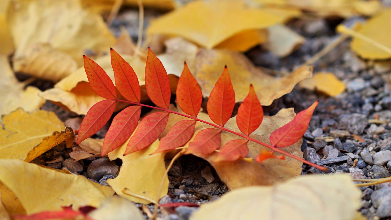 Wallpaper leaf, leaves, autumn, red, yellow