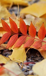 Preview wallpaper leaf, leaves, autumn, red, yellow
