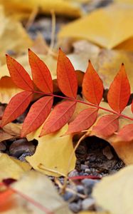 Preview wallpaper leaf, leaves, autumn, red, yellow
