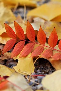 Preview wallpaper leaf, leaves, autumn, red, yellow