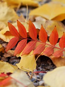 Preview wallpaper leaf, leaves, autumn, red, yellow