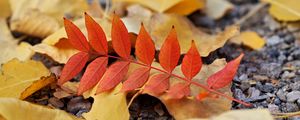 Preview wallpaper leaf, leaves, autumn, red, yellow