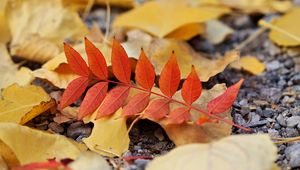 Preview wallpaper leaf, leaves, autumn, red, yellow