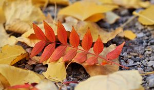 Preview wallpaper leaf, leaves, autumn, red, yellow