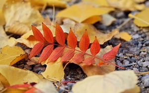 Preview wallpaper leaf, leaves, autumn, red, yellow