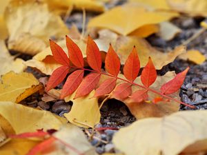 Preview wallpaper leaf, leaves, autumn, red, yellow