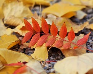 Preview wallpaper leaf, leaves, autumn, red, yellow