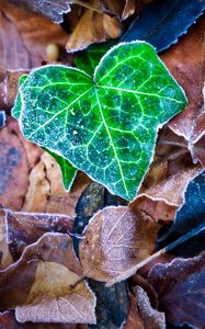 Preview wallpaper leaf, leaves, dry, frost, macro