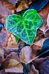 Preview wallpaper leaf, leaves, dry, frost, macro