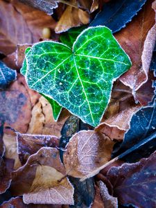 Preview wallpaper leaf, leaves, dry, frost, macro