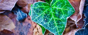 Preview wallpaper leaf, leaves, dry, frost, macro