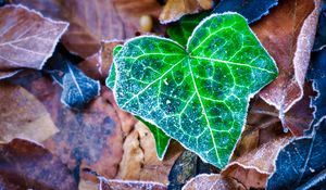 Preview wallpaper leaf, leaves, dry, frost, macro