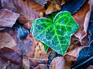 Preview wallpaper leaf, leaves, dry, frost, macro