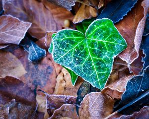 Preview wallpaper leaf, leaves, dry, frost, macro