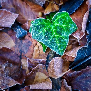 Preview wallpaper leaf, leaves, dry, frost, macro