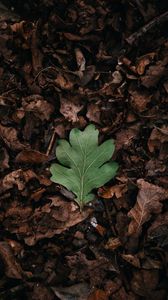 Preview wallpaper leaf, leaves, green, dry, autumn