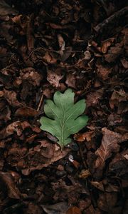 Preview wallpaper leaf, leaves, green, dry, autumn