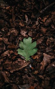 Preview wallpaper leaf, leaves, green, dry, autumn