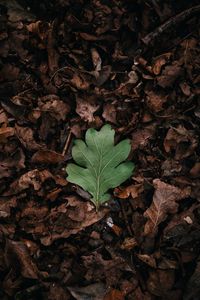 Preview wallpaper leaf, leaves, green, dry, autumn