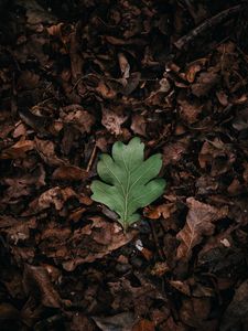 Preview wallpaper leaf, leaves, green, dry, autumn