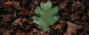 Preview wallpaper leaf, leaves, green, dry, autumn