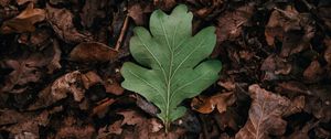 Preview wallpaper leaf, leaves, green, dry, autumn