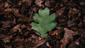 Preview wallpaper leaf, leaves, green, dry, autumn